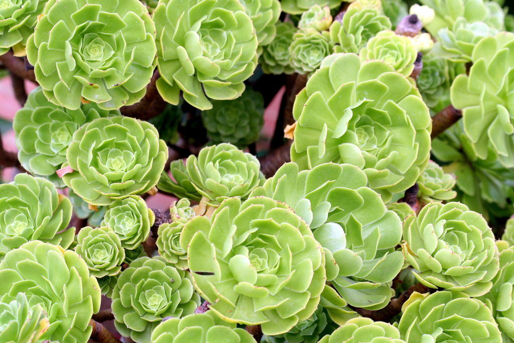 Grow Interesting Plants Without Fear